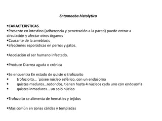 Entamoeba histolytica 
CARACTERISTICAS 
Presente en intestino (adherencia y penetración a la pared) puede entrar a 
circulación y afectar otros órganos 
Causante de la amebiasis 
afecciones esporádicas en perros y gatos. 
Asociación el ser humano infectado. 
Produce Diarrea aguda o crónica 
Se encuentra En estado de quiste o trofozoito 
 trofozioito… ´posee núcleo esférico, con un endosoma 
 quistes maduros…redondos, tienen hasta 4 núcleos cada uno con endosoma 
 quistes inmaduros… un solo núcleo 
Trofozoito se alimenta de hematíes y tejidos 
Mas común en zonas cálidas y templadas 
 