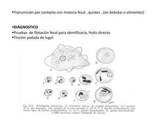 Transmisión por contacto con materia fecal ..quistes ..(en bebidas o alimentos) 
DIAGNOSTICO 
Pruebas de flotación fecal para identificarla, frotis directo 
Tinción yodada de lugol 
 