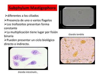 Subphylum Mastigophora 
diferentes a los ciliados 
Presencia de uno o varios flagelos 
Los trofozoitos presentan forma 
constante 
La multiplicación tiene lugar por fisión 
binaria 
Pueden presentar un ciclo biológico 
directo o indirecto. 
Giardia intestinalis , 
Giardia lamblia 
 