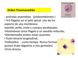 Orden Tricomonadida 
• protistas anaerobios (endosimbiontes ) 
• 4-6 flagelos en el polo apical uno de los 
aspecto de una membrana. 
axostilo, pelta, costa y cuerpos parabasales. 
•Histomonas único flagelo y un axostilo reducido, 
•Dientamoeba ambos están ausentes. 
• fisión binaria longitudinal, 
•trofozoítos …corto tiempo. Nunca forman 
quistes (tubo digestivo o vías genitales) 
•Ciclo directo 
 