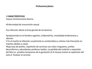 Trichomona foetus 
 CARACTERISTICAS 
causa trichomoniasis bovina 
Enfermedad de transmisión sexual 
La infección afecta el área genital de los bovinos 
produciendo en la hembra vaginitis, endometritis, mortalidad embrionaria y 
abortos 
 En el macho la infección usualmente es asintomática y crónica más frecuente en 
machos adultos y viejos 
baja tasa de preñez, repetición de servicios con celos irregulares, preñez 
desuniforme y abundantes preñeces tardías .La pérdida del embrión o expulsión 
del feto en estadios tempranos de la gestación (2-4 meses) motiva la repetición del 
celo al finalizar el servicio. 
 