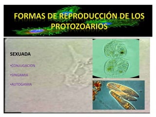 SEXUADA 
•CONJUGACION 
•SINGAMIA 
•AUTOGAMIA 
 