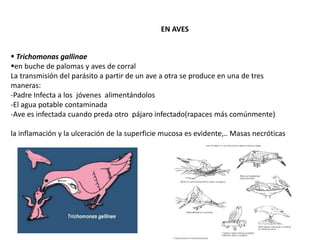 EN AVES 
 Trichomonas gallinae 
en buche de palomas y aves de corral 
La transmisión del parásito a partir de un ave a otra se produce en una de tres 
maneras: 
-Padre Infecta a los jóvenes alimentándolos 
-El agua potable contaminada 
-Ave es infectada cuando preda otro pájaro infectado(rapaces más comúnmente) 
la inflamación y la ulceración de la superficie mucosa es evidente,.. Masas necróticas 
 
