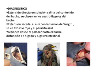 DIAGNOSTICO 
Extensión directa en solución salina del contenido 
del buche, se observan los cuatro flagelos del 
buche 
Extensión secada al aire con la tinción de Wrigth , 
se ve axostilo rojo y el parasito azul 
Lesiones desde el paladar hasta el buche, 
disfunción de hígado y t, gastrointestinal 
 