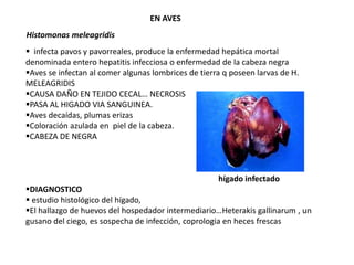 Histomonas meleagridis 
EN AVES 
 infecta pavos y pavorreales, produce la enfermedad hepática mortal 
denominada entero hepatitis infecciosa o enfermedad de la cabeza negra 
Aves se infectan al comer algunas lombrices de tierra q poseen larvas de H. 
MELEAGRIDIS 
CAUSA DAÑO EN TEJIDO CECAL… NECROSIS 
PASA AL HIGADO VIA SANGUINEA. 
Aves decaídas, plumas erizas 
Coloración azulada en piel de la cabeza. 
CABEZA DE NEGRA 
hígado infectado 
DIAGNOSTICO 
 estudio histológico del hígado, 
El hallazgo de huevos del hospedador intermediario…Heterakis gallinarum , un 
gusano del ciego, es sospecha de infección, coprologia en heces frescas 
 