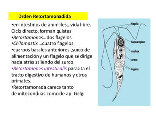 Orden Retortamonadida 
•en intestinos de animales…vida libre. 
Ciclo directo, forman quistes 
•Retortamonas…dos flagelos 
•Chilomastix …cuatro flagelos. 
•cuerpos basales anteriores ,surco de 
alimentación y un flagelo que se dirige 
hacia atrás saliendo del surco. 
•Retortamonas intestinalis parasita el 
tracto digestivo de humanos y otros 
primates. 
•Retortamonada carece tanto 
de mitocondrias como de ap. Golgi 
 