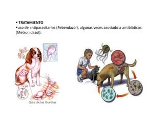  TRATAMIENTO 
uso de antiparasitarios (Febendazol), algunas veces asociado a antibióticos 
(Metronidazol). 
 