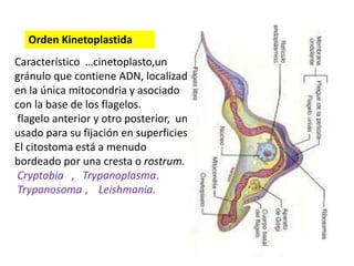 Orden Kinetoplastida 
Característico …cinetoplasto,un 
gránulo que contiene ADN, localizado 
en la única mitocondria y asociado 
con la base de los flagelos. 
flagelo anterior y otro posterior, uno 
usado para su fijación en superficies. 
El citostoma está a menudo 
bordeado por una cresta o rostrum. 
Cryptobia , Trypanoplasma. 
Trypanosoma , Leishmania. 
 