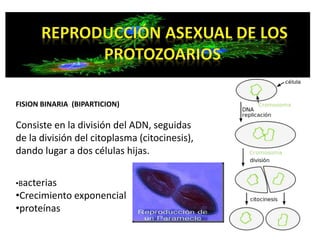 FISION BINARIA (BIPARTICION) 
Consiste en la división del ADN, seguidas 
de la división del citoplasma (citocinesis), 
dando lugar a dos células hijas. 
•Bacterias 
•Crecimiento exponencial 
•proteínas 
 