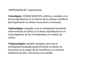 MORFOLOGIA DE trypanosoma 
Amastigota: ESTADO QUISTICO ,esférico u ovalado, es la 
forma reproductiva en el interior de las células mamíferas 
(principalmente en células musculares y nerviosas). 
Epimastigota: alargado y con el cinetoplasto localizado 
anteriormente al núcleo, es la forma reproductiva en el 
tracto digestivo de los invertebrados y en medios de 
cultivo. 
Tripomastigota: también alargado, pero con el 
cinetoplasto localizado posteriormente al núcleo. Se 
encuentra en la sangre de los mamíferos y es la forma 
infectante de ellos. Esta forma no se divide 
 
