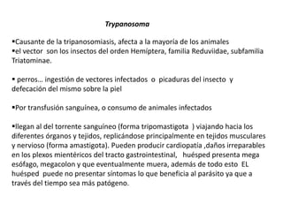 Trypanosoma 
Causante de la tripanosomiasis, afecta a la mayoría de los animales 
el vector son los insectos del orden Hemíptera, familia Reduviidae, subfamilia 
Triatominae. 
 perros… ingestión de vectores infectados o picaduras del insecto y 
defecación del mismo sobre la piel 
Por transfusión sanguínea, o consumo de animales infectados 
llegan al del torrente sanguíneo (forma tripomastigota ) viajando hacia los 
diferentes órganos y tejidos, replicándose principalmente en tejidos musculares 
y nervioso (forma amastigota). Pueden producir cardiopatía ,daños irreparables 
en los plexos mientéricos del tracto gastrointestinal, huésped presenta mega 
esófago, megacolon y que eventualmente muera, además de todo esto EL 
huésped puede no presentar síntomas lo que beneficia al parásito ya que a 
través del tiempo sea más patógeno. 
 