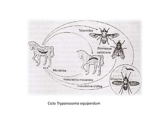 Ciclo Trypanosoma equiperdum 
 