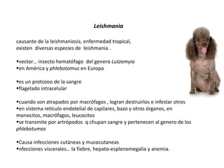 Leishmania 
causante de la leishmaniosis, enfermedad tropical, 
existen diversas especies de leishmania . 
vector… insecto hematófago del genero Lutzomyia 
en América y phlebotomus en Europa 
es un protozoo de la sangre 
flagelado intracelular 
cuando son atrapados por macrófagos , logran destruirlos e infestar otros 
en sistema retículo endotelial de capilares, bazo y otros órganos, en 
monocitos, macrófagos, leucocitos 
se transmite por artrópodos q chupan sangre y pertenecen al genero de los 
phlebotumos 
Causa infecciones cutáneas y mucocutaneas 
nfecciones viscerales… la fiebre, hepato-esplenomegalia y anemia. 
 