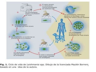 Parasitologia.. filo sarcomastigophora