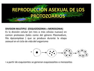 DIVISION MULTIPLE (ESQUIZOGONIA o MEROGONIA) 
Es la división celular (en tres o más células nuevas) en 
común protozoos (tales como del género Plasmodium, 
filo Apicomplexa ) que se produce durante la etapa 
asexual en el ciclo de vida del organismo 
• a partir de esquizontes se generan esquizozoitos o merozoitos 
 