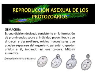 GEMACION: 
Es una división desigual, consistente en la formación 
de prominencias sobre el individuo progenitor, y que 
al crecer y desarrollarse, origina nuevos seres que 
pueden separarse del organismo parental o quedar 
unidos a él, iniciando así una colonia. Mitosis 
asimétrica 
.Gemación interna o externa 
 