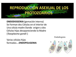 ENDODIOGENIA (gemación interna) 
Se Forman dos Células en el interior de 
Una célula madre Dando origen a dos 
Células hijas desapareciendo la Madre 
(Toxoplasma gondii ) 
Varias células hijas 
formadas….ENDOPOLIGENIA 
 