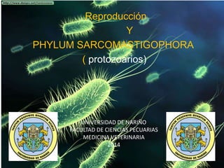Reproducción 
Y 
PHYLUM SARCOMASTIGOPHORA 
( protozoarios) 
UNIVERSIDAD DE NARIÑO 
FACULTAD DE CIENCIAS PECUARIAS 
MEDICINA VETERINARIA 
2014 
 