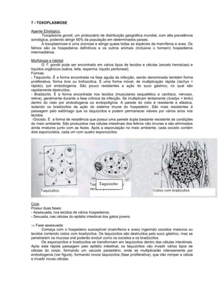 7 - TOXOPLASMOSE 
Agente Etiológico: 
Toxoplasma gondii, um protozoário de distribuição geográfica mundial, com alta prevalência sorológica, podendo atingir 60% da população em determinados países. 
A toxoplasmose é uma zoonose e atinge quase todas as espécies de mamíferos e aves. Os felinos são os hospedeiros definitivos e os outros animais (inclusive o homem) hospedeiros intermediários. 
Morfologia e hábitat 
O T. gondii pode ser encontrado em vários tipos de tecidos e células (exceto hemácias) e líquidos orgânicos (saliva, leite, esperma, líquido peritoneal). 
Formas: 
- Taquizoíto. É a forma encontrada na fase aguda da infecção, sendo denominada também forma proliferativa, forma livre ou trofozoítica. É uma forma móvel, de multiplicação rápida (tachys = rápido), por endodiogenia. São pouco resistentes a ação do suco gástrico, no qual são rapidamente destruídos. 
- Bradizoíto. É a forma encontrada nos tecidos (musculares esquelético e cardíaco, nervoso, retina), geralmente durante a fase crônica da infecção. Se multiplicam lentamente (bradys = lento) dentro do cisto por endodiogenia ou endopoliginia. A parede do cisto é resistente e elástica, isolando os bradizoítos da ação do sistema imune do hospedeiro. São mais resistentes à passagem pelo estômago que os taquizoítos e podem permanecer viáveis por vários anos nos tecidos. 
-Oocisto. É a forma de resistência que possui uma parede dupla bastante resistente às condições do meio ambiente. São produzidos nas células intestinais dos felinos não imunes e são eliminados ainda imaturos junto com as fezes. Após a esporulação no meio ambiente, cada oocisto contém dois esporocistos, cada um com quatro esporozoítos. 
Ciclo 
Possui duas fases: 
- Assexuada, nos tecidos de vários hospedeiros; 
- Sexuada, nas células do epitélio intestinal dos gatos jovens. 
Fase assexuada: 
Começa com o hospedeiro susceptível (mamíferos e aves) ingerindo oocistos maduros ou tecidos contendo cistos com bradizoítos. Os taquizoítos são destruídos pelo suco gástrico, mas se penetrarem na mucosa oral poderão evoluir como os oocistos e os bradizoítos. 
Os esporozoítos e bradizoítos se transformam em taquizoítos dentro das células intestinais. Após esta rápida passagem pelo epitélio intestinal, os taquizoítos vão invadir vários tipos de células do corpo, formando um vacúolo parasitário, onde se multiplicarão intensamente por endodiogenia (ver figura), formando novos taquizoítos (fase proliferativa), que irão romper a célula e invadir novas células. 
Taquizoíto  