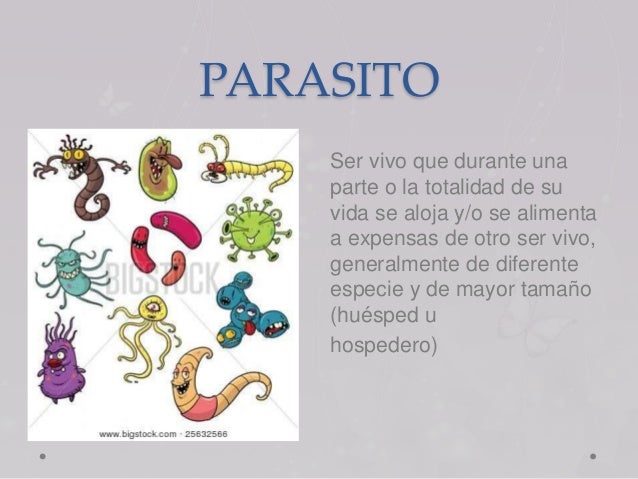 La achicoria contra los parásitos