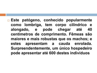  Este patógeno, conhecido popularmente
como lombriga, tem corpo cilíndrico e
alongado, e pode chegar até 40
centímetros de comprimento. Fêmeas são
maiores e mais robustas que os machos; e
estes apresentam a cauda enrolada.
Surpreendentemente, um único hospedeiro
pode apresentar até 600 destes indivíduos
 