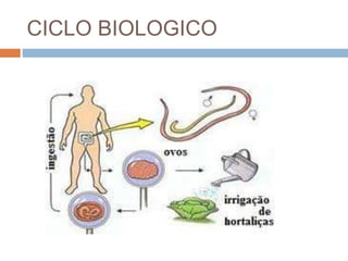 CICLO BIOLOGICO
 