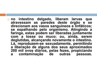  no intestino delgado, liberam larvas que
atravessam as paredes deste órgão e se
direcionam aos vasos sanguíneos e linfáticos;
se espalhando pelo organismo. Atingindo a
faringe, estas podem ser liberadas juntamente
com a tosse ou muco; ou, ainda, serem
deglutidas, alcançando novamente o intestino.
Lá, reproduzem-se sexuadamente, permitindo
a liberação de alguns dos seus aproximados
200 mil ovos diários, pelas fezes, propiciando
a contaminação de outras pessoas.
 