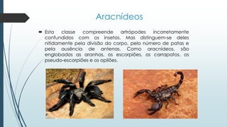 Aracnídeos
 Esta classe compreende artrópodes incorretamente
confundidos com os insetos. Mas distinguem-se deles
nitidamente pela divisão do corpo, pelo número de patas e
pela ausência de antenas. Como aracnídeos, são
englobados as aranhas, os escorpiões, os carrapatos, os
pseudo-escorpiões e os opilões.
 