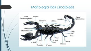 Morfologia dos Escorpiões
 
