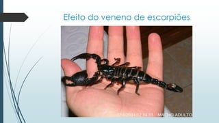 Efeito do veneno de escorpiões
 