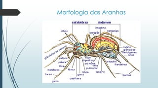 Morfologia das Aranhas
 