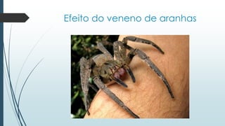 Efeito do veneno de aranhas
 