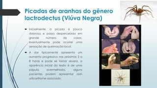  Inicialmente, a picada é pouco
dolorosa e passa despercebida em
grande número de casos,
eventualmente pode ocorrer uma
sensação de queimação local.
 A dor tipicamente apresenta um
aumento progressivo nas próximas 2 a
8 horas e pode se tornar severa, a
aparência inicial da lesão é de uma
pápula avermelhada, alguns
pacientes podem apresentar rash
urticarifrome associado.
Picadas de aranhas do gênero
lactrodectus (Viúva Negra)
 