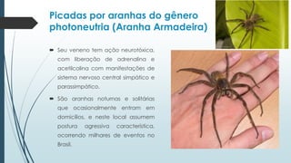 Picadas por aranhas do gênero
photoneutria (Aranha Armadeira)
 Seu veneno tem ação neurotóxica,
com liberação de adrenalina e
acetilcolina com manifestações de
sistema nervoso central simpático e
parassimpático.
 São aranhas noturnas e solitárias
que ocasionalmente entram em
domicílios, e neste local assumem
postura agressiva característica,
ocorrendo milhares de eventos no
Brasil.
 