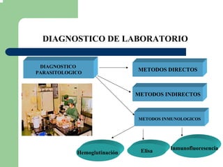DIAGNOSTICO DE LABORATORIO
DIAGNOSTICO
PARASITOLOGICO
METODOS INMUNOLOGICOS
METODOS INDIRECTOS
METODOS DIRECTOS
Hemoglutinación Elisa Inmunofluoresencia
 