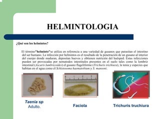 HELMINTOLOGIA
¿Qué son los helmintos?
El término"helminto"se utiliza en referencia a una variedad de gusanos que parasitan el intestino
del ser humano. La infección por helmintos es el resultado de la penetración de un gusano al interior
del cuerpo donde maduran, depositan huevos y obtienen nutrición del huésped. Estas infecciones
pueden ser provocadas por nematodos intestinales presentes en el suelo tales como la lombriz
intestinal (Ascaris lumbricoides) el gusano flageliforme (Trichuris trichiura), la tenia y especies que
habitan en el agua como el Schistosoma haematobium y S. mansoni.
Taenia sp
Adulto. Faciola Trichuris truchiura
 