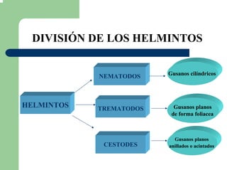 DIVISIÓN DE LOS HELMINTOS
Gusanos cilíndricos
HELMINTOS
NEMATODOS
Gusanos planos
de forma foliacea
TREMATODOS
Gusanos planos
anillados o acintadosCESTODES
 