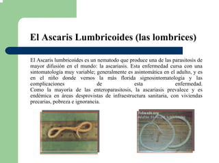 El Ascaris Lumbricoides (las lombrices)
El Ascaris lumbricoides es un nematodo que produce una de las parasitosis de
mayor difusión en el mundo: la ascariasis. Esta enfermedad cursa con una
sintomatología muy variable; generalmente es asintomática en el adulto, y es
en el niño donde vemos la más florida signosintomatología y las
complicaciones de esta enfermedad.
Como la mayoría de las enteroparasitosis, la ascariasis prevalece y es
endémica en áreas desprovistas de infraestructura sanitaria, con viviendas
precarias, pobreza e ignorancia.
 