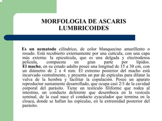 MORFOLOGIA DE ASCARIS
LUMBRICOIDES
Es un nematodo cilíndrico, de color blanquecino amarillento o
rosado. Está recubierto externamente por una cutícula, con una capa
más externa: la epicutícula, que es una delgada y electrodensa
película, compuesta en gran parte por lípidos.
El macho, en su estado adulto posee una longitud de 15 a 30 cm, con
un diámetro de 2 a 4 mm. El extremo posterior del macho está
incurvado ventralmente, y presenta un par de espículas para dilatar la
vulva de la hembra y facilitar la copulación. Posee un aparato
reproductor sumamente desarrollado, que ocupa casi 2/3 de la cavidad
corporal del parásito. Tiene un testículo filiforme que rodea al
intestino, un conducto deferente que desemboca en la vesícula
seminal, de la cual nace el conducto eyaculador que termina en la
cloaca, donde se hallan las espículas, en la extremidad posterior del
parásito.
 