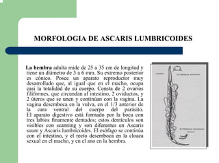 MORFOLOGIA DE ASCARIS LUMBRICOIDES
La hembra adulta mide de 25 a 35 cm de longitud y
tiene un diámetro de 3 a 6 mm. Su extremo posterior
es cónico. Posee un aparato reproductor muy
desarrollado que, al igual que en el macho, ocupa
casi la totalidad de su cuerpo. Consta de 2 ovarios
filiformes, que circundan al intestino, 2 oviductos, y
2 úteros que se unen y continúan con la vagina. La
vagina desemboca en la vulva, en el 1/3 anterior de
la cara ventral del cuerpo del parásito.
El aparato digestivo está formado por la boca con
tres labios finamente dentados; estos dentículos son
visibles con scanning y son diferentes en Ascaris
suum y Ascaris lumbricoides. El esófago se continúa
con el intestino, y el recto desemboca en la cloaca
sexual en el macho, y en el ano en la hembra.
 