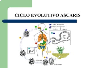 CICLO EVOLUTIVO ASCARIS
 