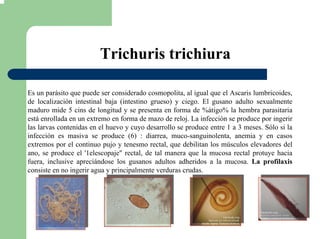 Trichuris trichiura
Es un parásito que puede ser considerado cosmopolita, al igual que el Ascaris lumbricoides,
de localización intestinal baja (intestino grueso) y ciego. El gusano adulto sexualmente
maduro mide 5 cins de longitud y se presenta en forma de %átigo% la hembra parasitaria
está enrollada en un extremo en forma de mazo de reloj. La infección se produce por ingerir
las larvas contenidas en el huevo y cuyo desarrollo se produce entre 1 a 3 meses. Sólo si la
infección es masiva se produce (6) : diarrea, muco-sanguinolenta, anemia y en casos
extremos por el continuo pujo y tenesmo rectal, que debilitan los músculos elevadores del
ano, se produce el '1elescopaje" rectal, de tal manera que la mucosa rectal protuye hacia
fuera, inclusive apreciándose los gusanos adultos adheridos a la mucosa. La profilaxis
consiste en no ingerir agua y principalmente verduras crudas.
 