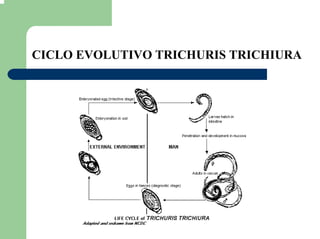 CICLO EVOLUTIVO TRICHURIS TRICHIURA
 