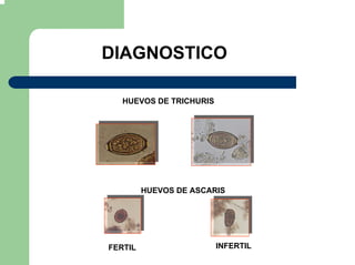 DIAGNOSTICO
HUEVOS DE TRICHURIS
HUEVOS DE ASCARIS
INFERTILFERTIL
 