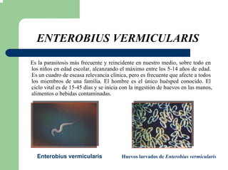 ENTEROBIUS VERMICULARIS
Es la parasitosis más frecuente y reincidente en nuestro medio, sobre todo en
los niños en edad escolar, alcanzando el máximo entre los 5-14 años de edad.
Es un cuadro de escasa relevancia clínica, pero es frecuente que afecte a todos
los miembros de una familia. El hombre es el único huésped conocido. El
ciclo vital es de 15-45 días y se inicia con la ingestión de huevos en las manos,
alimentos o bebidas contaminadas.
Enterobius vermicularis Huevos larvados de Enterobius vermicularis
 