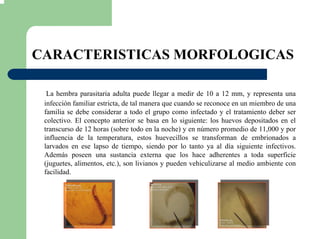 CARACTERISTICAS MORFOLOGICAS
La hembra parasitaria adulta puede llegar a medir de 10 a 12 mm, y representa una
infección familiar estricta, de tal manera que cuando se reconoce en un miembro de una
familia se debe considerar a todo el grupo como infectado y el tratamiento deber ser
colectivo. El concepto anterior se basa en lo siguiente: los huevos depositados en el
transcurso de 12 horas (sobre todo en la noche) y en número promedio de 11,000 y por
influencia de la temperatura, estos huevecillos se transforman de embrionados a
larvados en ese lapso de tiempo, siendo por lo tanto ya al día siguiente infectivos.
Además poseen una sustancia externa que los hace adherentes a toda superficie
(juguetes, alimentos, etc.), son livianos y pueden vehiculizarse al medio ambiente con
facilidad.
 