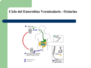 Ciclo del Enterobius Vermicularis - Oxiurius
 