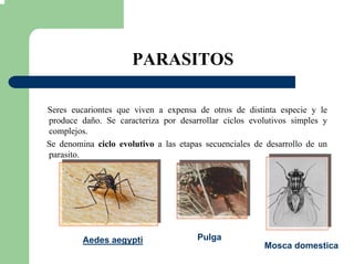 PARASITOS
Seres eucariontes que viven a expensa de otros de distinta especie y le
produce daño. Se caracteriza por desarrollar ciclos evolutivos simples y
complejos.
Se denomina ciclo evolutivo a las etapas secuenciales de desarrollo de un
parasito.
Aedes aegypti
Mosca domestica
Pulga
 