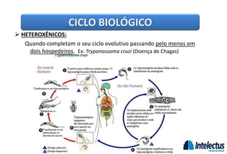 CICLO BIOLÓGICO
 HETEROXÊNICOS:
Quando completam o seu ciclo evolutivo passando pelo menos em
dois hospedeiros. Ex: Trypanossoma cruzi (Doença de Chagas)
 