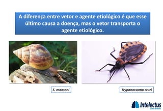 A diferença entre vetor e agente etiológico é que esse
último causa a doença, mas o vetor transporta o
agente etiológico.
Trypanossoma cruzi
S. mansoni
 